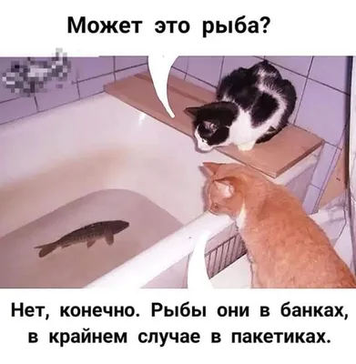 Насмешки и юмор: смешные картинки котов с надписью в ВК!