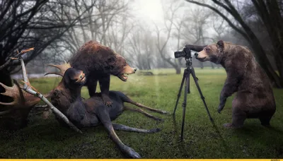 Смешные фотографии лося, чтобы поднять настроение