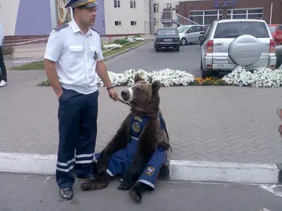 Фото, которые вызовут у вас улыбку: смешные картинки милиционеров