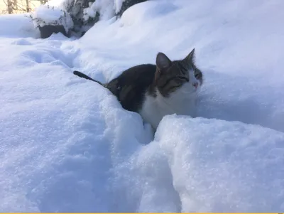 Зимний юмор: фото, которые поднимут настроение!