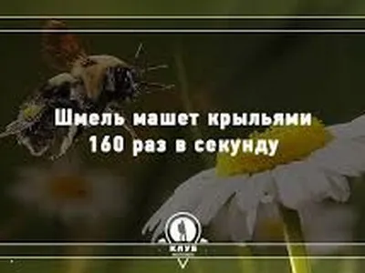 Смешные картинки в HD: Смешные фотографии для смеха