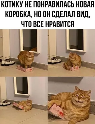 Бесплатно фото смешные: ожидание vs реальность