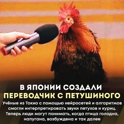 Смешные картинки петуха фотографии