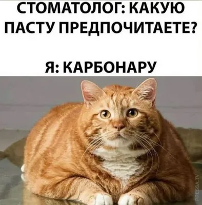 Фото, которые вызовут у вас улыбку: смешные картинки пнг