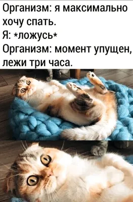 Скачать бесплатно смешные картинки в формате JPG