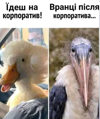 Смешные моменты с корпоратива: фото, которые нельзя пропустить!