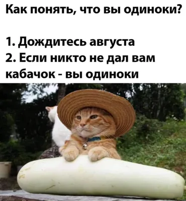 #### Заголовки для страницы с фото Смешные картинки про август: