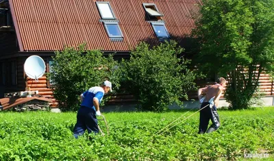 Смешные картинки про дачный сезон: настроение гарантировано!