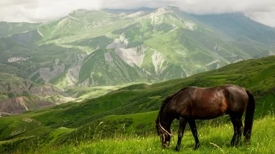 Смешные фотки про Дагестан в 4K