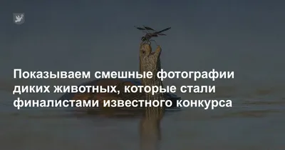 Фотографы в объективе юмора