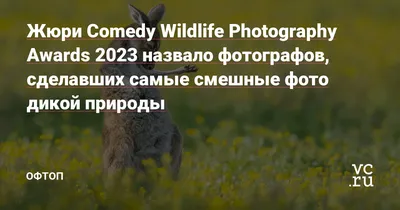 Фотографии для хорошего настроения