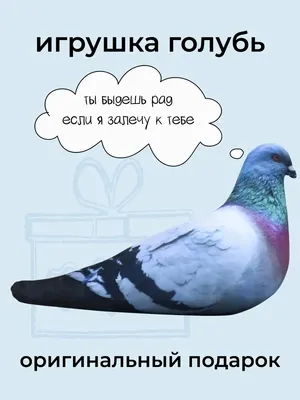 Смешные голуби: фотографии, которые заставят вас улыбнуться
