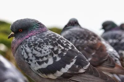 Голуби в фокусе: смешные и необычные снимки этих птиц
