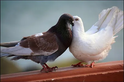 Юмористические фото голубей: уникальные кадры, которые стоит увидеть