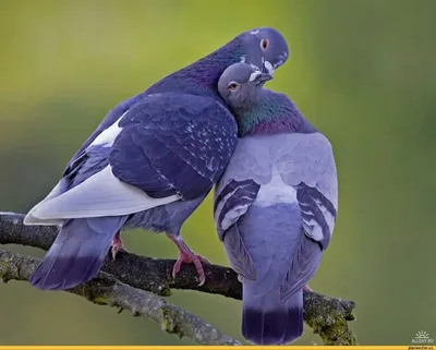 Улетные голуби: веселые и забавные моменты на фото