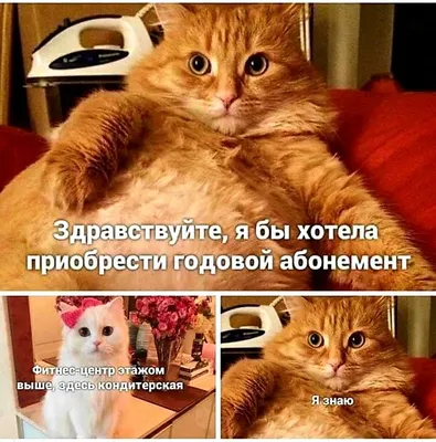 Фотографии, которые заставят вас улыбнуться