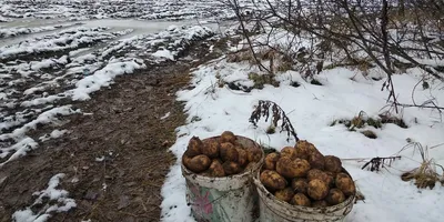 Фото смешных моментов при копке картошки, которые вызовут улыбку