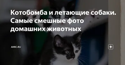 Картинки про котов и собак с надписью