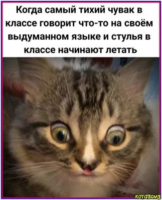 Картинки про котов с надписью: скачать бесплатно в хорошем качестве