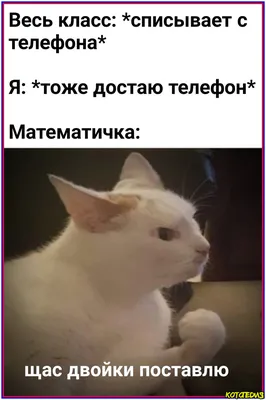 Смешные коты с надписью на фото