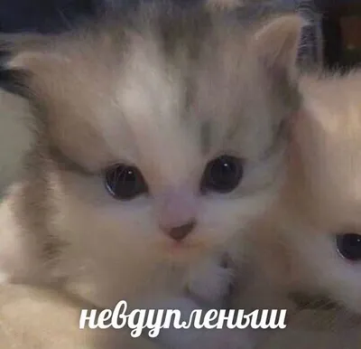 Загадочные надписи на фото с котами