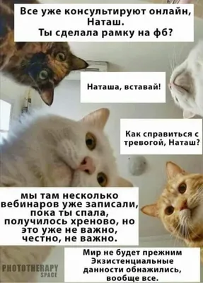 Фотографии котов с остроумными надписями