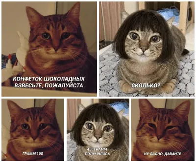 Коты, которые умеют шутить на фото