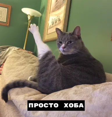 Коты, которые умеют шутить на фото