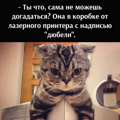 Загадочные надписи на фото с котами