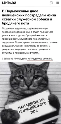 Фотографии котов с креативными надписями