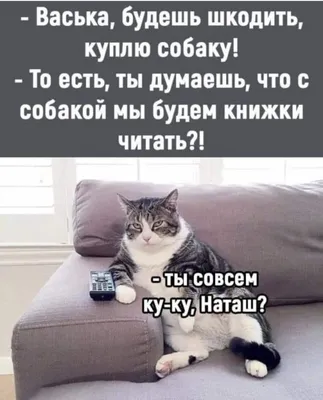 HD фотографии смешных котов с надписью