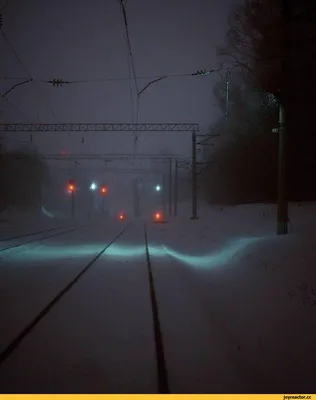 Фотографии, которые поднимут настроение во время метели