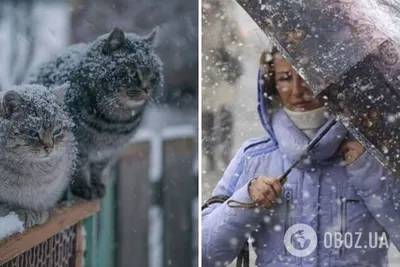 Зимний юмор: фотографии, чтобы поднять настроение