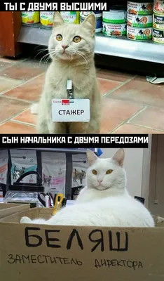 Фото начальника, которые поднимут настроение.