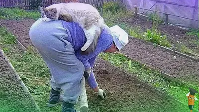 Фотофан: забавные картинки про огородников, чтобы поднять настроение