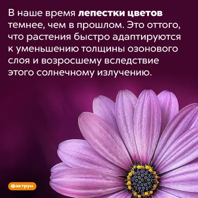 Смешные картинки про цветы