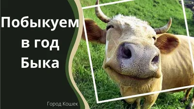 Улыбнитесь смешным картинкам быков