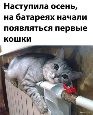 Фотографии кошек, которые точно вызовут улыбку