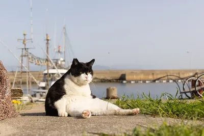 Фотографии кошек, которые точно поднимут настроение