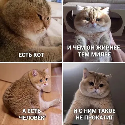 Фото кошек, которые точно вызовут улыбку