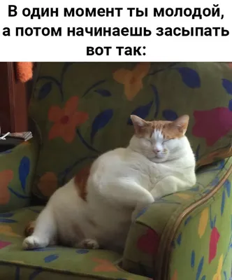 Фотографии кошек, которые точно поднимут настроение