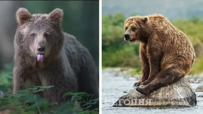 Фото смешные картинки с медведем: выберите размер изображения