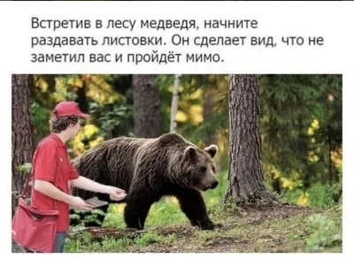 Улыбнитесь смешным фото с медведем!