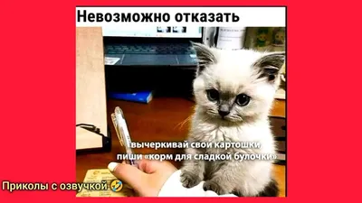 HD смешные картинки с озвучкой: новые изображения