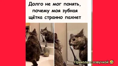 Фото, которые заставят вас улыбнуться: с озвучкой!