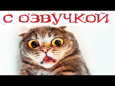 Фото, которые вызовут у вас смех: с озвучкой!