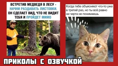 Уникальные фото с озвучкой: смех и радость!