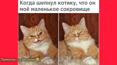 Фото, которые заставят вас улыбнуться: с озвучкой!