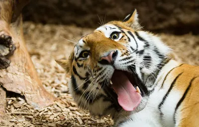 Фото с тиграми веселятся на полную!