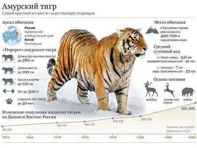 Новые смешные картинки с тиграми: полезная информация о животных!